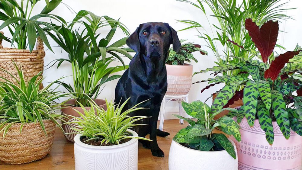 گیاهان خانگی ایمن برای سگ ها