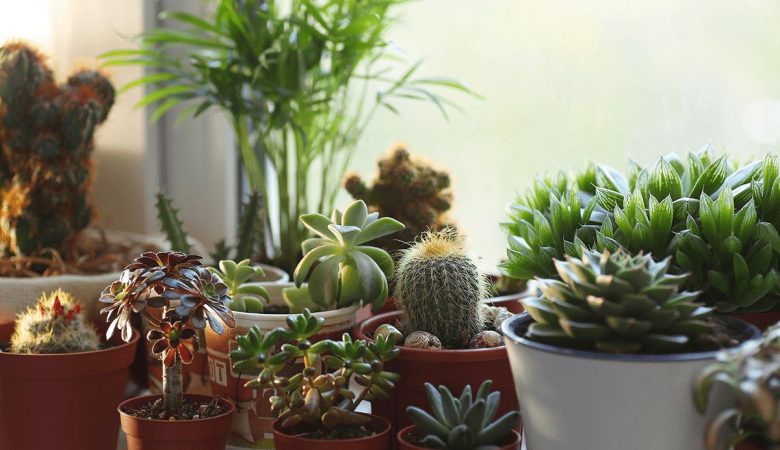 Make your home decor stunning with succulents