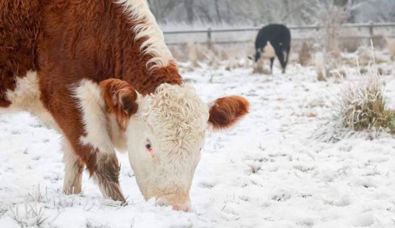 نکات مهم نگهداری دام در فصول سرد