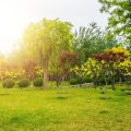 درختان و فضاهای سبز چگونه سلامت ما را افزایش می دهند؟