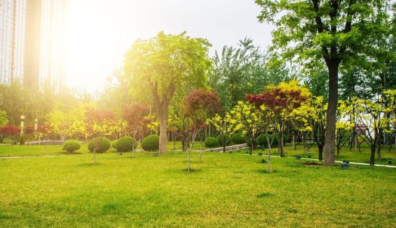 درختان و فضاهای سبز چگونه سلامت ما را افزایش می دهند؟