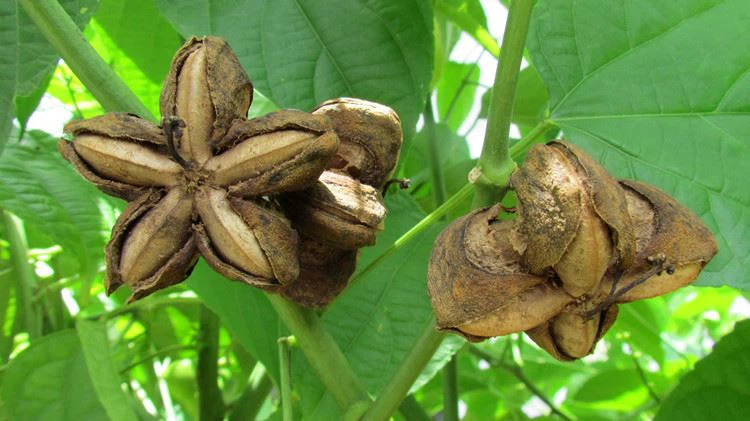 ساشا اینچی؛ دانه مغذی آمازون