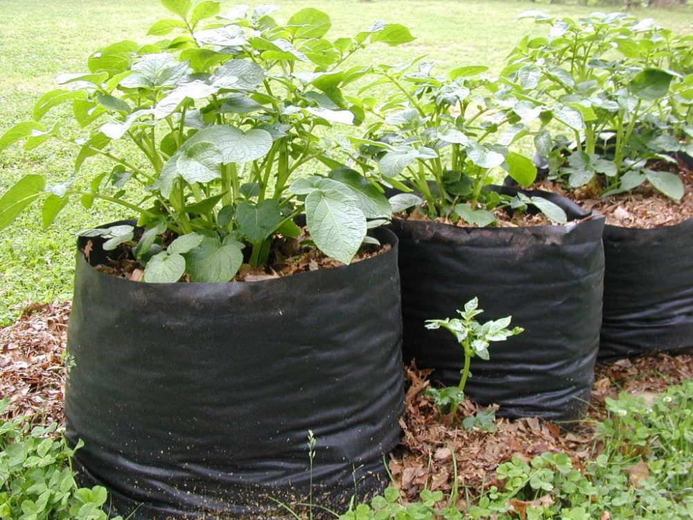 Grow Bags یا کشت نهال در کیسه چیست و چرا بهتر از گلدان‌های سنتی است؟