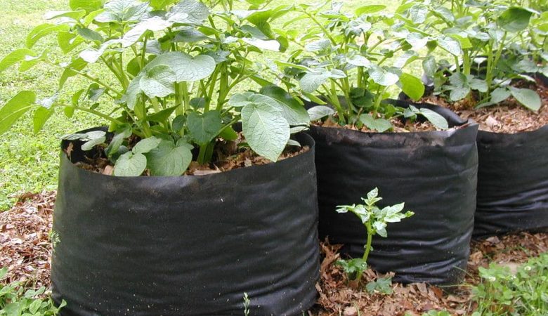 Grow Bags یا کشت نهال در کیسه چیست و چرا بهتر از گلدان‌های سنتی است؟